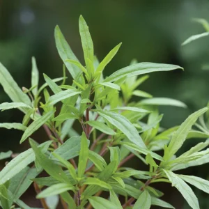 Summer Savory Seeds - Satureja hortensis - Culinary Herb - 20 Seeds - Image 11
