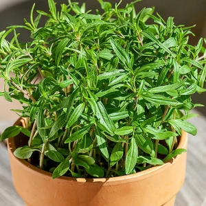 Summer Savory Seeds - Satureja hortensis - Culinary Herb - 20 Seeds - Image 12