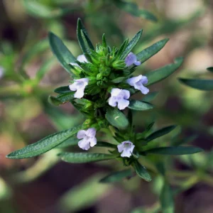 Summer Savory Seeds - Satureja hortensis - Culinary Herb - 20 Seeds - Image 13