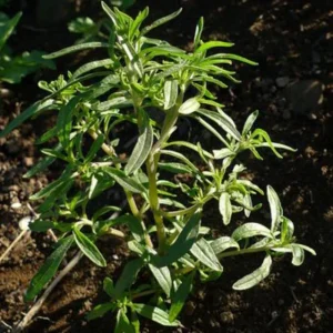 Summer Savory Seeds - Satureja hortensis - Culinary Herb - 20 Seeds - Image 14