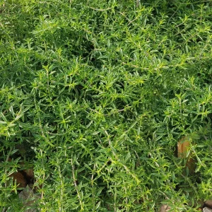 Summer Savory Seeds - Satureja hortensis - Culinary Herb - 20 Seeds - Image 15