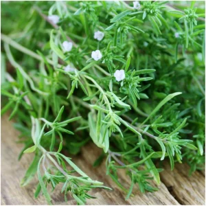 Summer Savory Seeds - Satureja hortensis - Culinary Herb - 20 Seeds - Image 16