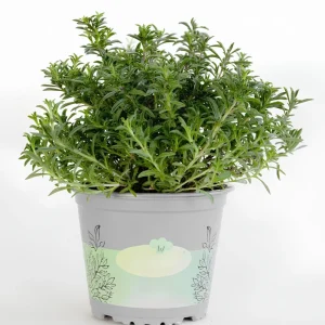 Summer Savory Seeds - Satureja hortensis - Culinary Herb - 20 Seeds - Image 17
