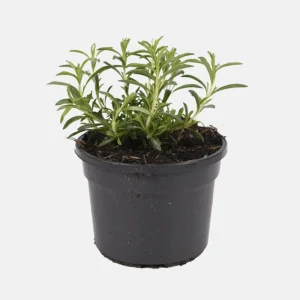 Summer Savory Seeds - Satureja hortensis - Culinary Herb - 20 Seeds - Image 2