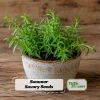 Summer Savory Seeds - Satureja hortensis - Culinary Herb - 20 Seeds - Image 1