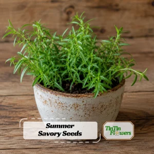 Summer Savory Seeds - Satureja hortensis - Culinary Herb - 20 Seeds - Image 1
