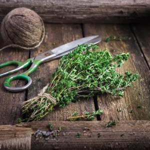 Summer Savory Seeds - Satureja hortensis - Culinary Herb - 20 Seeds - Image 5