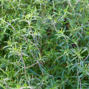 Summer Savory Seeds - Satureja hortensis - Culinary Herb - 20 Seeds - Image 6