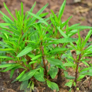 Summer Savory Seeds - Satureja hortensis - Culinary Herb - 20 Seeds - Image 8