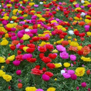 Sundial Mix Portulaca Grandiflora Moss Rose Seeds - 30 Seeds - Heirloom Succulent - Image 11
