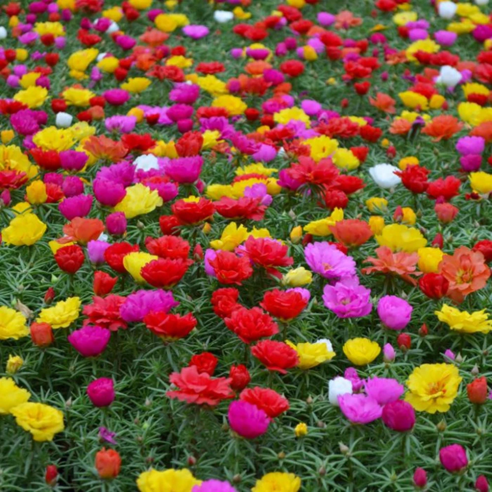 Sundial Mix Portulaca Grandiflora Moss Rose Seeds - 30 Seeds - Heirloom Succulent - Image 11