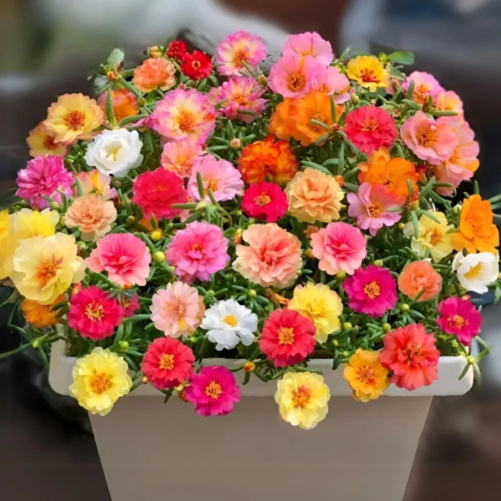 Sundial Mix Portulaca Grandiflora Moss Rose Seeds - 30 Seeds - Heirloom Succulent - Image 6