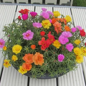 Sundial Mix Portulaca Grandiflora Moss Rose Seeds - 30 Seeds - Heirloom Succulent - Image 8