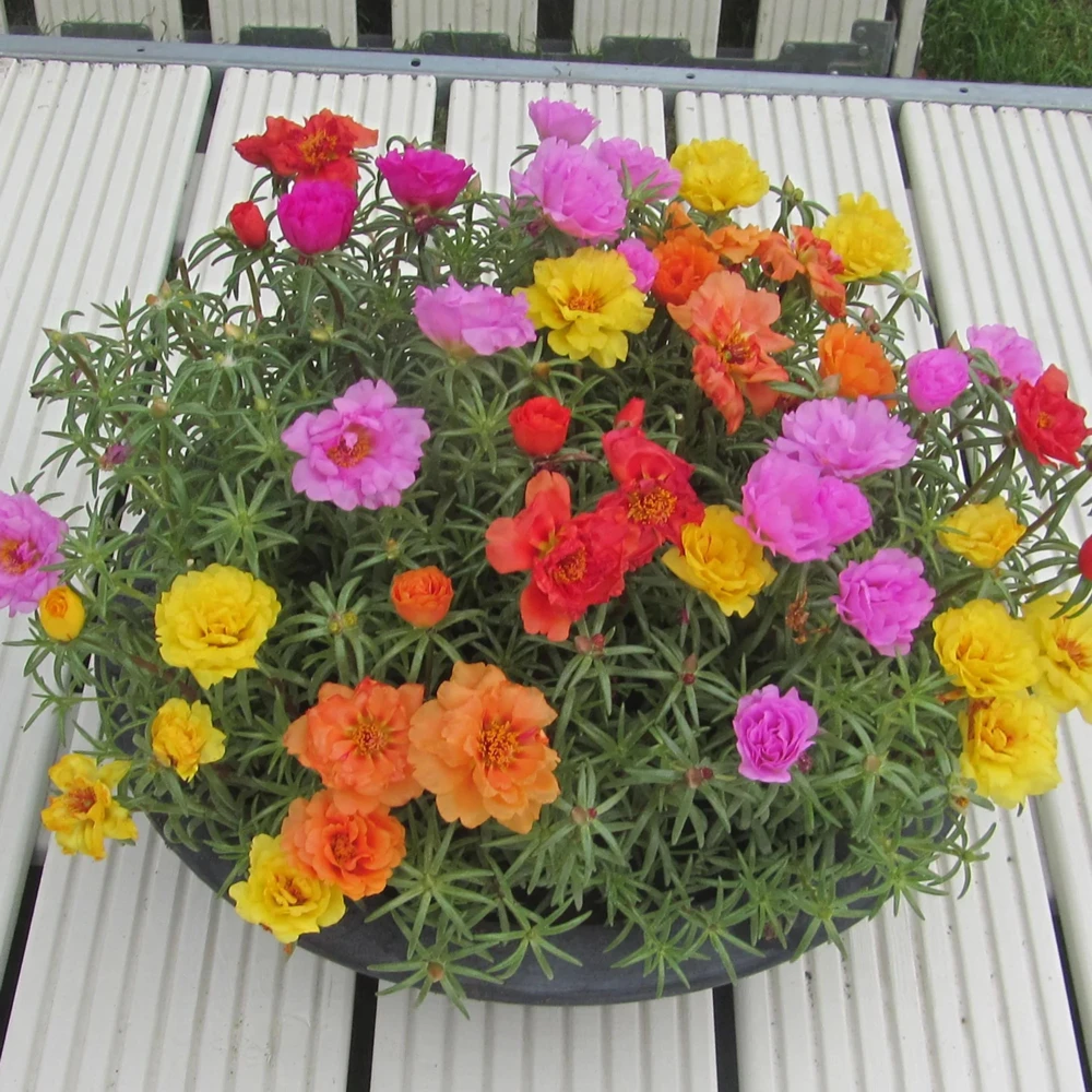 Sundial Mix Portulaca Grandiflora Moss Rose Seeds - 30 Seeds - Heirloom Succulent - Image 8