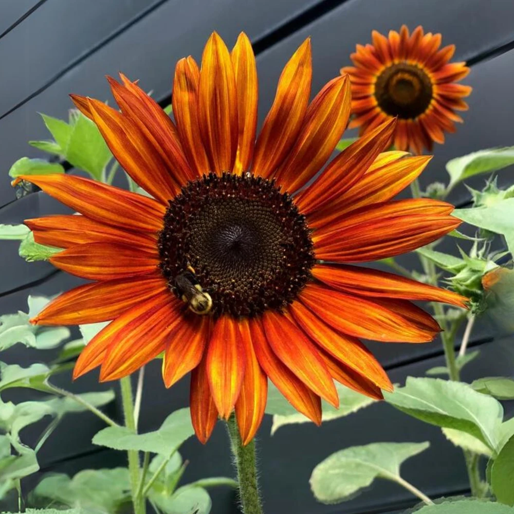 Sunflower Seeds - Annual Annuals - Non-GMO Flower Seeds - 25 Seeds - Image 10