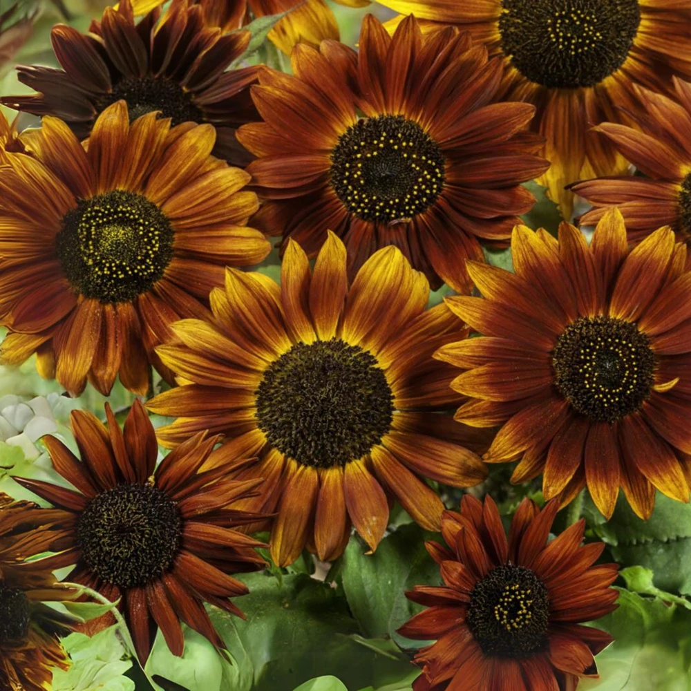 Sunflower Seeds - Annual Annuals - Non-GMO Flower Seeds - 25 Seeds - Image 11