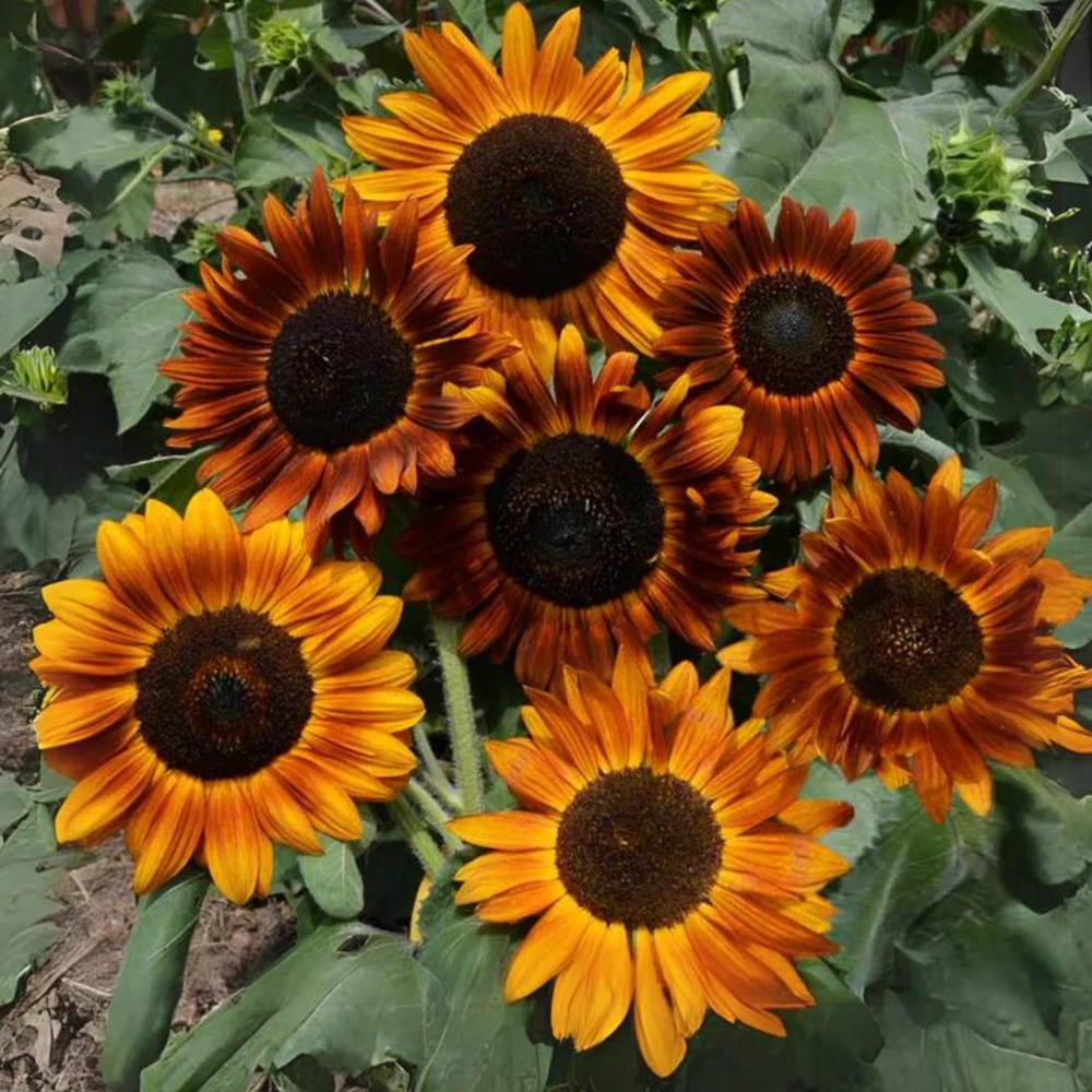 Sunflower Seeds - Annual Annuals - Non-GMO Flower Seeds - 25 Seeds - Image 12