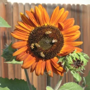Sunflower Seeds - Annual Annuals - Non-GMO Flower Seeds - 25 Seeds - Image 13