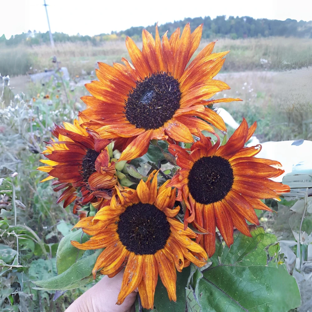 Sunflower Seeds - Annual Annuals - Non-GMO Flower Seeds - 25 Seeds - Image 14