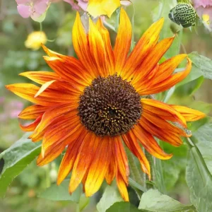 Sunflower Seeds - Annual Annuals - Non-GMO Flower Seeds - 25 Seeds - Image 15