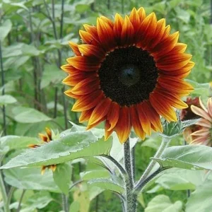 Sunflower Seeds - Annual Annuals - Non-GMO Flower Seeds - 25 Seeds - Image 2