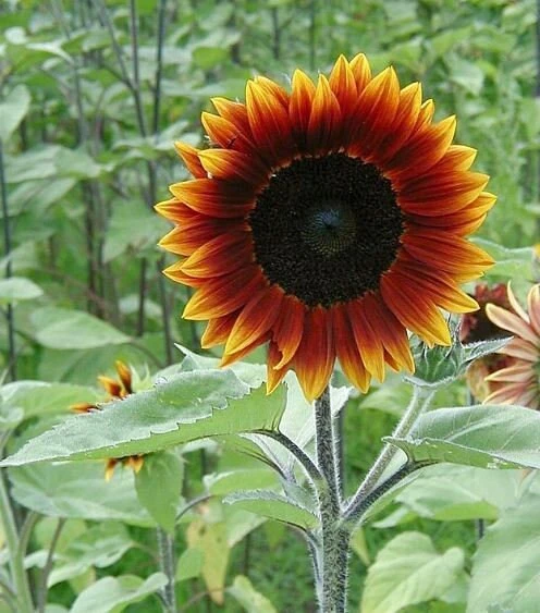 Sunflower Seeds - Annual Annuals - Non-GMO Flower Seeds - 25 Seeds - Image 2