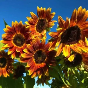 Sunflower Seeds - Annual Annuals - Non-GMO Flower Seeds - 25 Seeds - Image 3