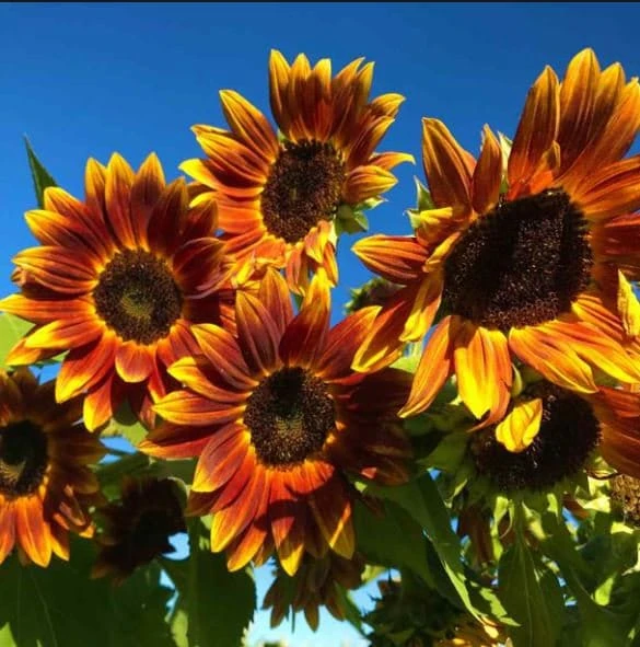 Sunflower Seeds - Annual Annuals - Non-GMO Flower Seeds - 25 Seeds - Image 3