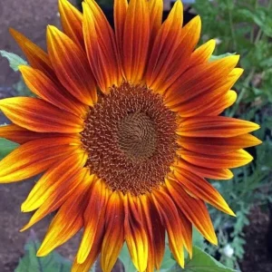 Sunflower Seeds - Annual Annuals - Non-GMO Flower Seeds - 25 Seeds - Image 4
