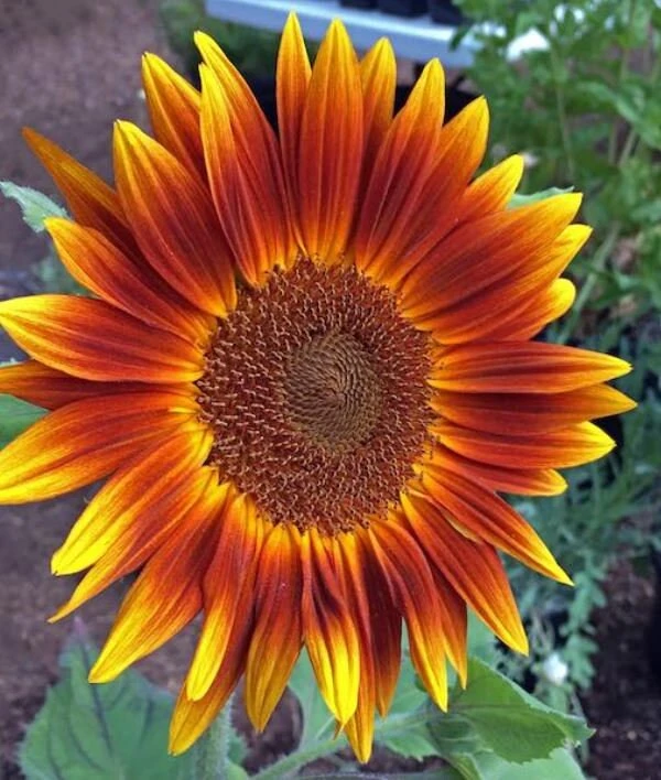 Sunflower Seeds - Annual Annuals - Non-GMO Flower Seeds - 25 Seeds - Image 4
