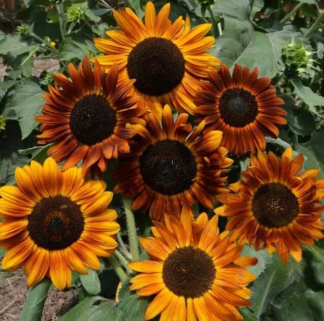 Sunflower Seeds - Annual Annuals - Non-GMO Flower Seeds - 25 Seeds - Image 5