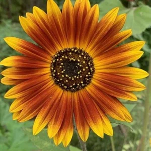 Sunflower Seeds - Annual Annuals - Non-GMO Flower Seeds - 25 Seeds - Image 6