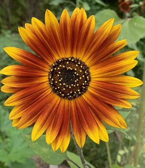 Sunflower Seeds - Annual Annuals - Non-GMO Flower Seeds - 25 Seeds - Image 6
