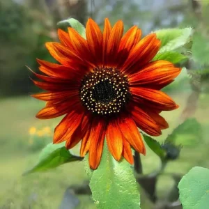 Sunflower Seeds - Annual Annuals - Non-GMO Flower Seeds - 25 Seeds - Image 7