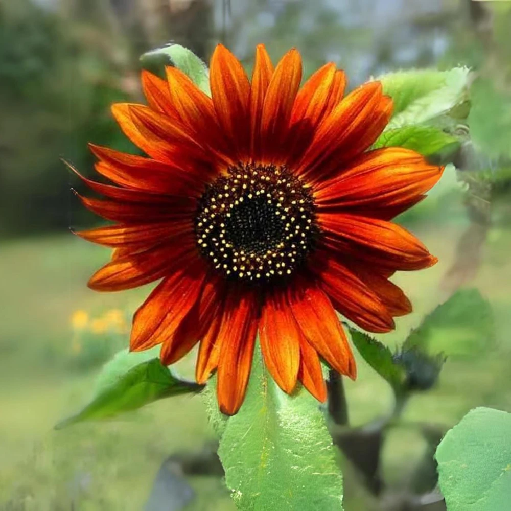 Sunflower Seeds - Annual Annuals - Non-GMO Flower Seeds - 25 Seeds - Image 7