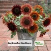 Sunflower Seeds - Annual Annuals - Non-GMO Flower Seeds - 25 Seeds - Image 1
