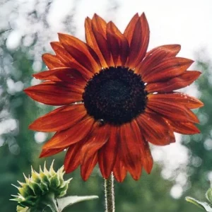 Sunflower Seeds - Annual Annuals - Non-GMO Flower Seeds - 25 Seeds - Image 8