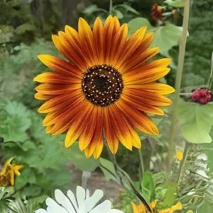 Sunflower Seeds - Annual Annuals - Non-GMO Flower Seeds - 25 Seeds - Image 9