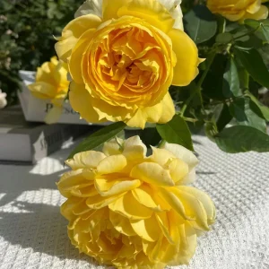 Sunny Antike Rose Seeds - 30 Seeds - Warm Golden Yellow Blooms - Fragrant Garden Rose - Image 10