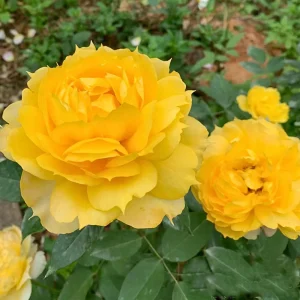 Sunny Antike Rose Seeds - 30 Seeds - Warm Golden Yellow Blooms - Fragrant Garden Rose - Image 11
