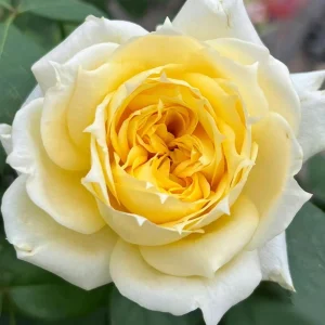 Sunny Antike Rose Seeds - 30 Seeds - Warm Golden Yellow Blooms - Fragrant Garden Rose - Image 12