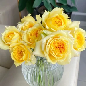 Sunny Antike Rose Seeds - 30 Seeds - Warm Golden Yellow Blooms - Fragrant Garden Rose - Image 2