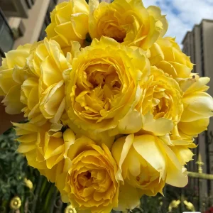 Sunny Antike Rose Seeds - 30 Seeds - Warm Golden Yellow Blooms - Fragrant Garden Rose - Image 5