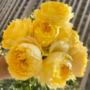 Sunny Antike Rose Seeds - 30 Seeds - Warm Golden Yellow Blooms - Fragrant Garden Rose - Image 6