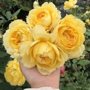 Sunny Antike Rose Seeds - 30 Seeds - Warm Golden Yellow Blooms - Fragrant Garden Rose - Image 7