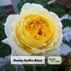 Sunny Antike Rose Seeds - 30 Seeds - Warm Golden Yellow Blooms - Fragrant Garden Rose - Image 1