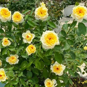 Sunny Antike Rose Seeds - 30 Seeds - Warm Golden Yellow Blooms - Fragrant Garden Rose - Image 8