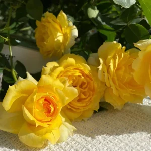 Sunny Antike Rose Seeds - 30 Seeds - Warm Golden Yellow Blooms - Fragrant Garden Rose - Image 9