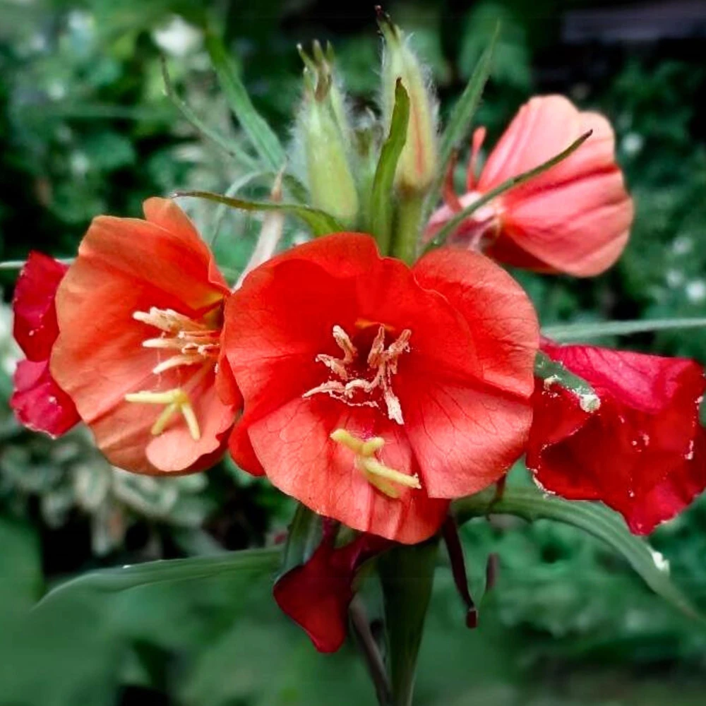 Sunset Boulevard Evening Primrose Seeds - Pink Yellow Blooms - 30 Seeds - Image 10