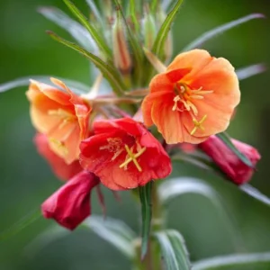Sunset Boulevard Evening Primrose Seeds - Pink Yellow Blooms - 30 Seeds - Image 11